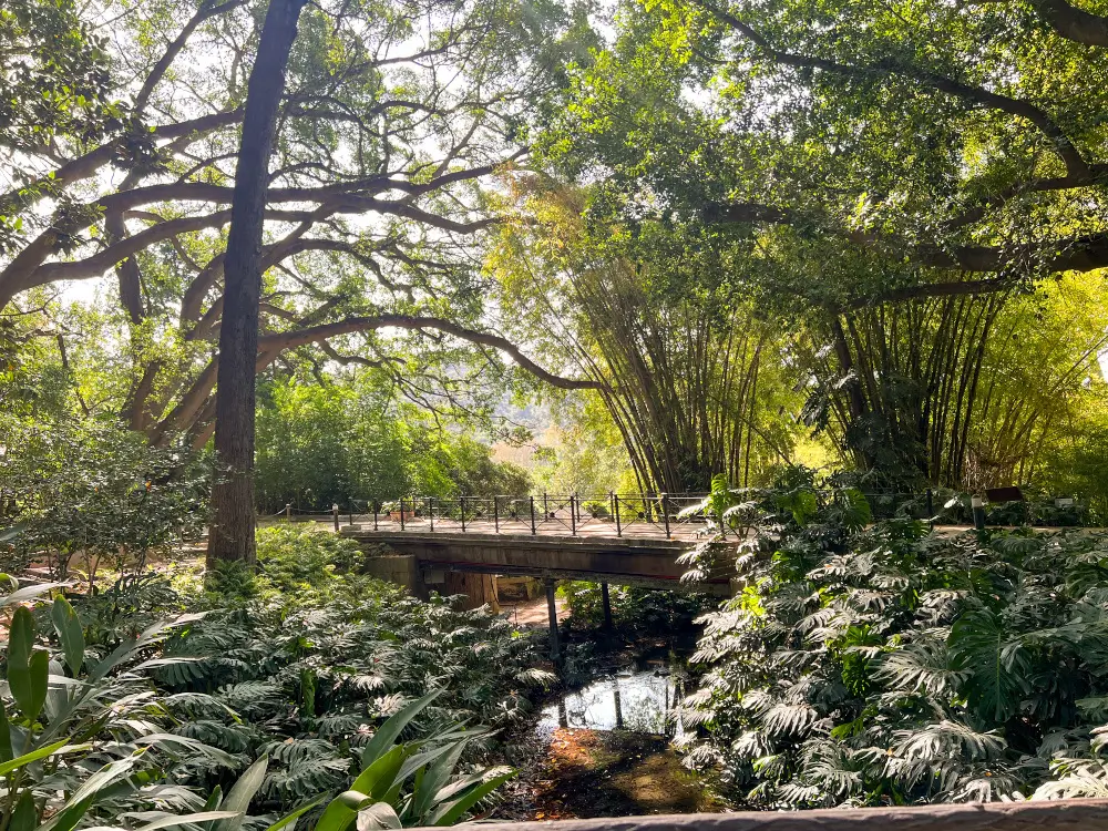 Puente (bridge) at the Botanical Gardens of La Concepcion 